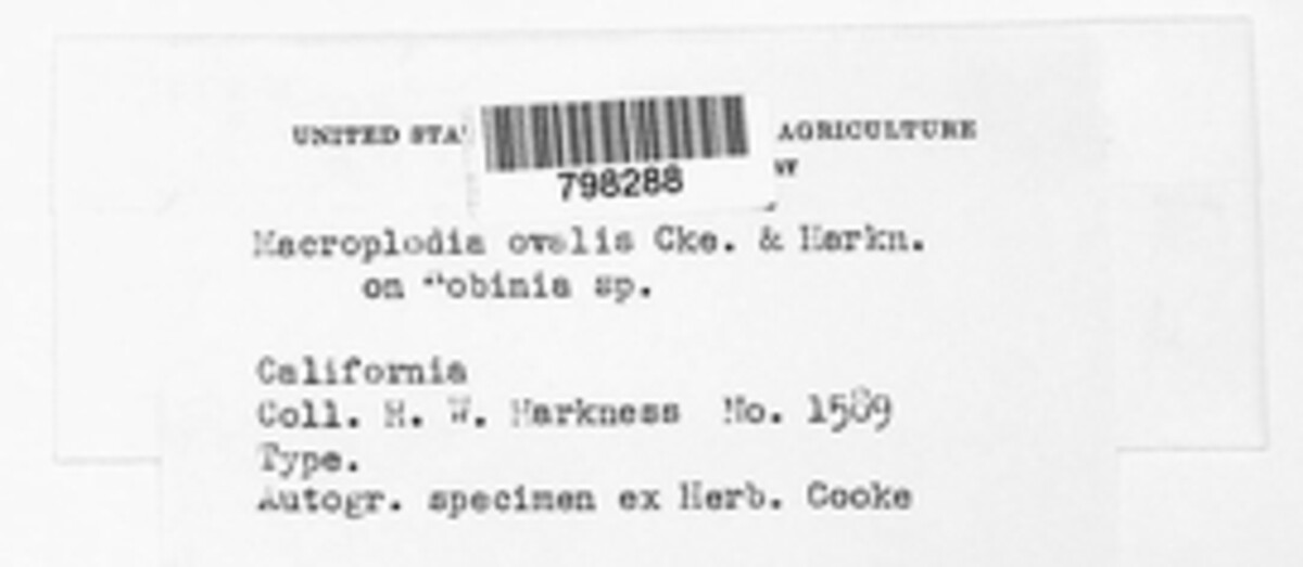 Coniothyrium ovalis image